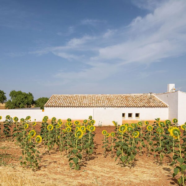 Canobardin – Rosa Cano Cortés - Casa de campo en Zafra de Záncara (Imagen Subliminal)