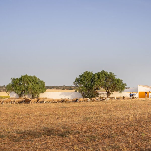 Canobardin – Rosa Cano Cortés - Casa de campo en Zafra de Záncara (Imagen Subliminal)