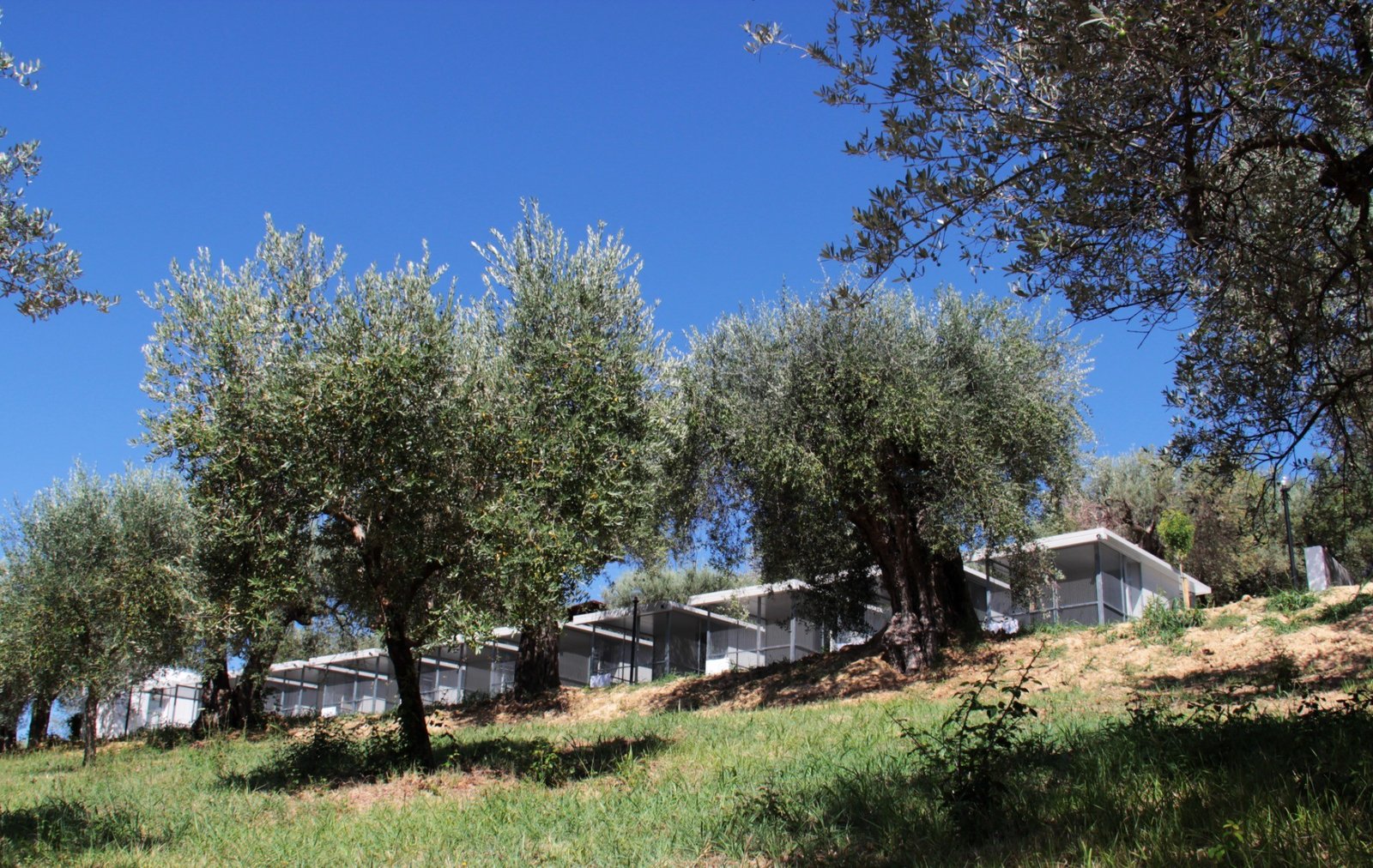 CSIAA Office – Casa mascotas (22)